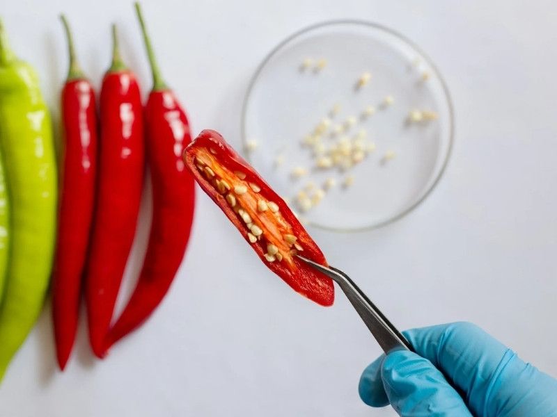 Chili antioxidants help reduce cellular damage