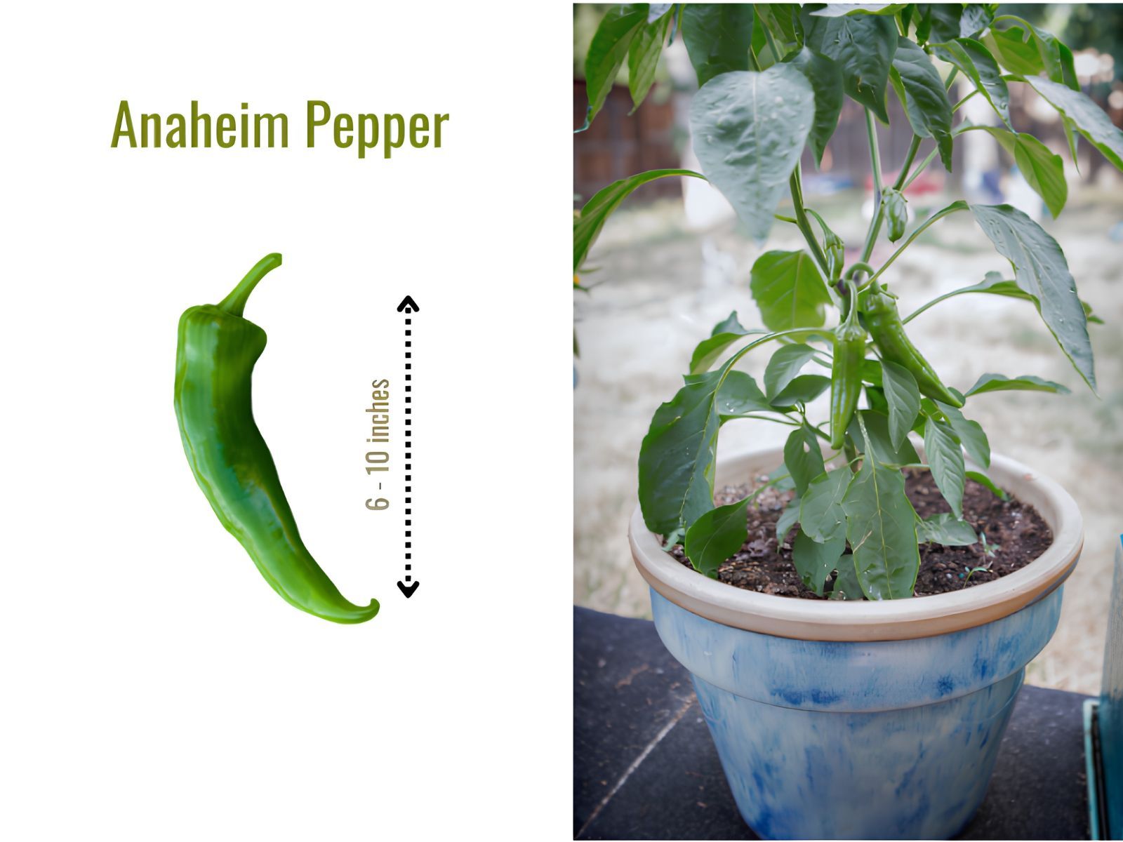 Anaheim pepper is a large, thick-walled chili pepper