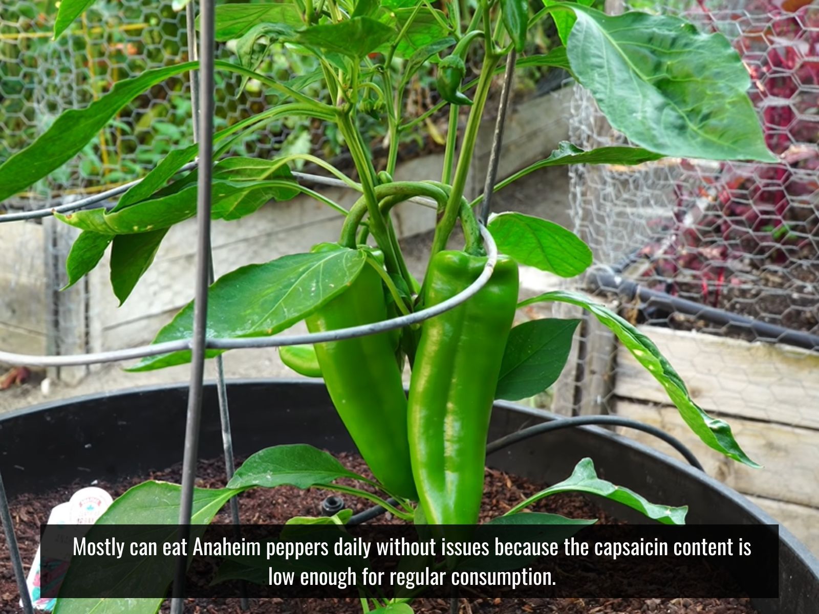 Anaheim peppers are mild enough to enjoy regularly as part of a healthy diet.