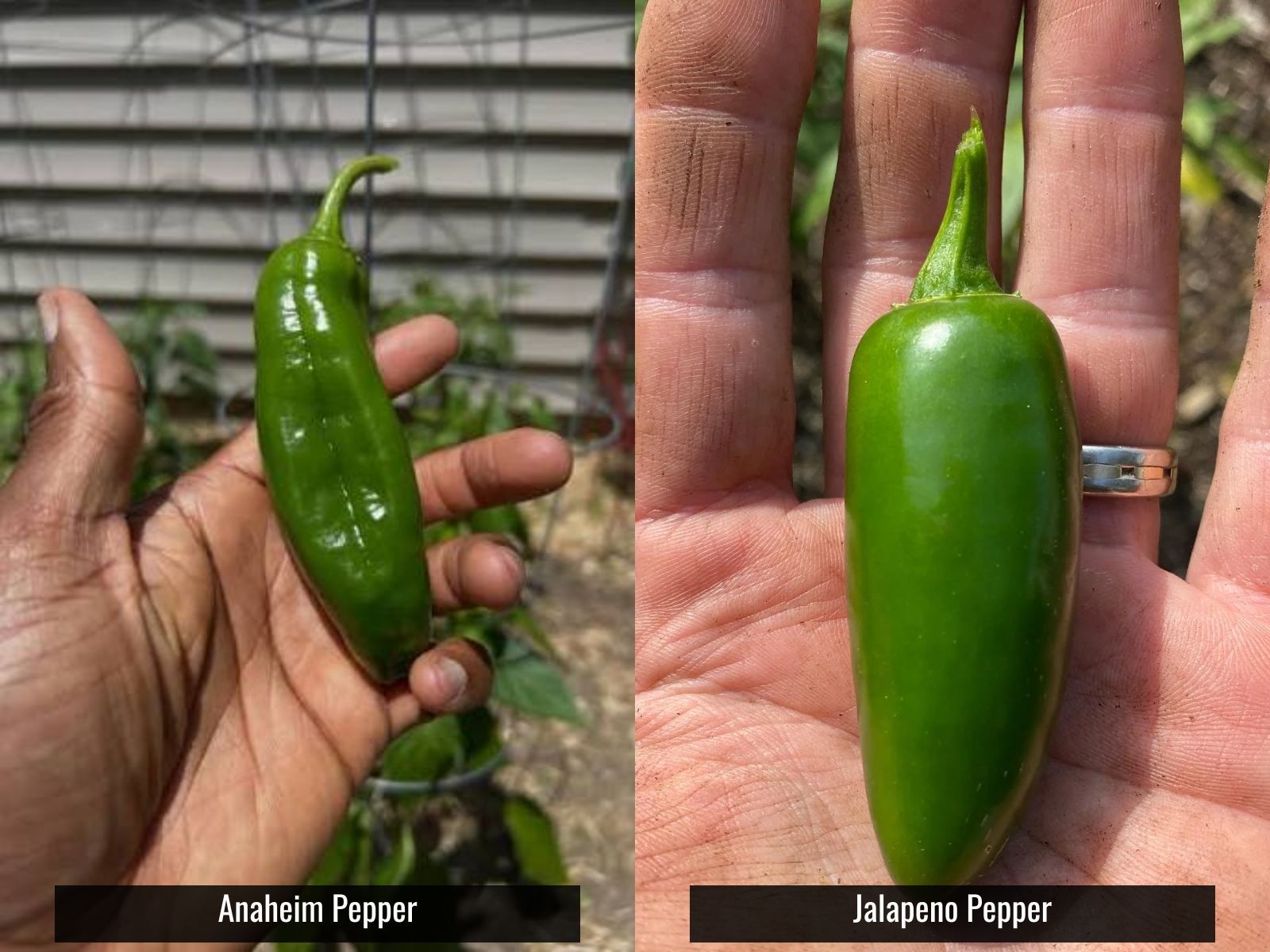 anaheim vs jalapeno pepper