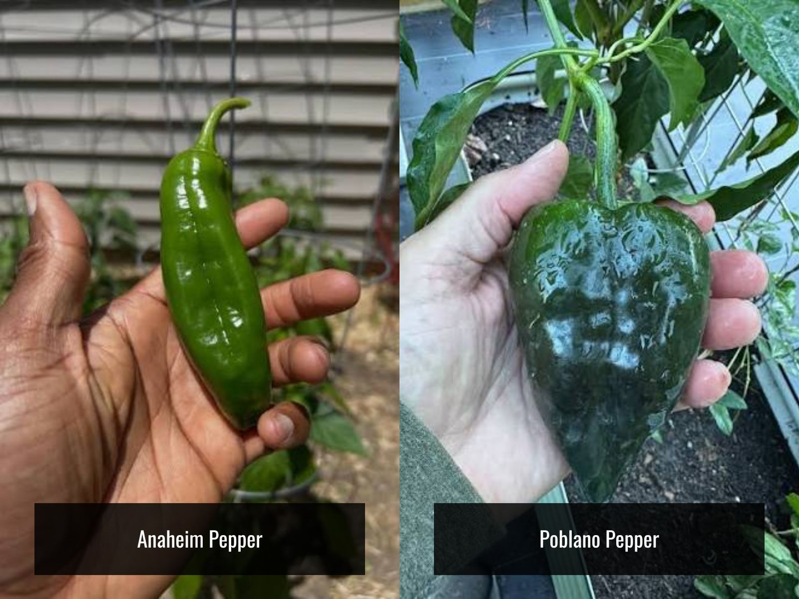 Anaheim peppers are sweeter and longer, while poblanos are richer and smokier.