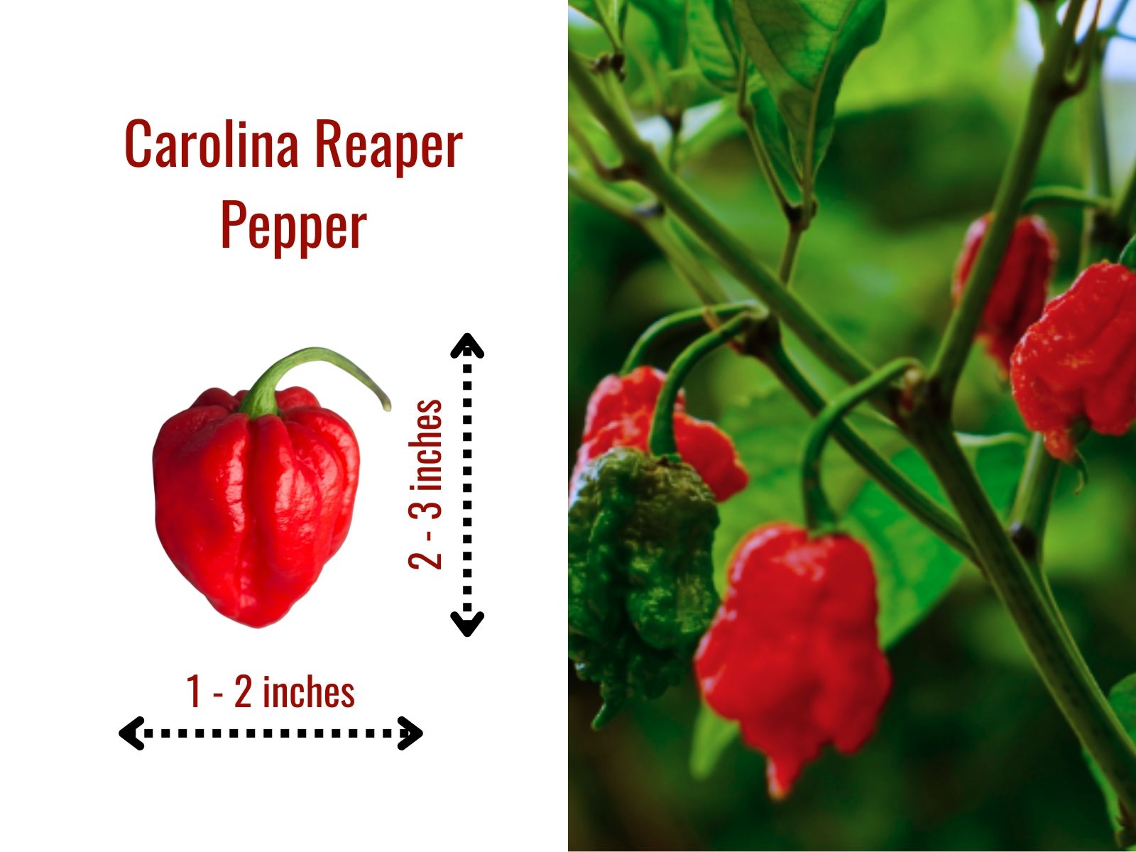 Wrinkled Carolina Reaper with a sharp stinger tail