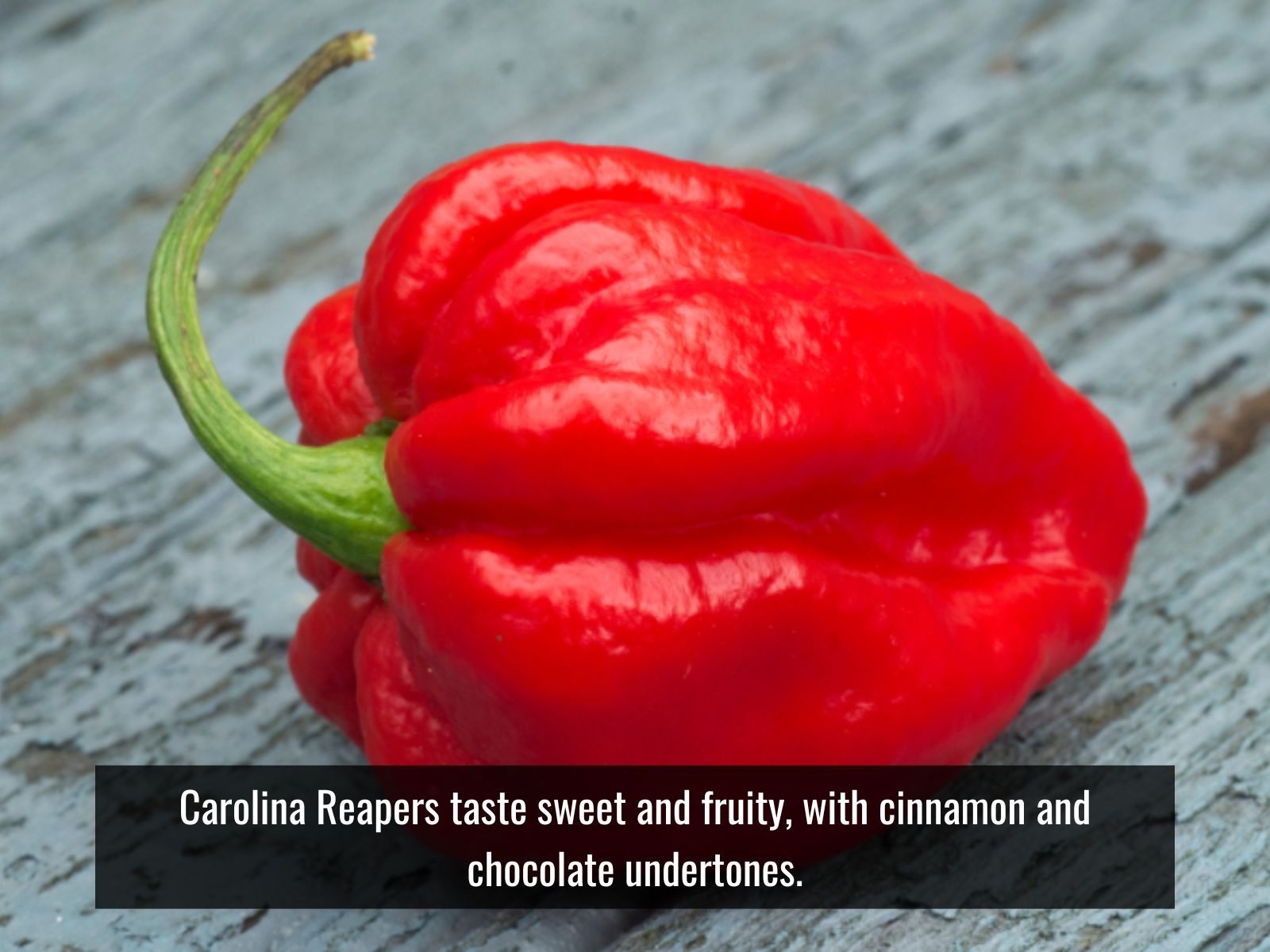 Carolina Reaper with sweet fruity dark spice flavors