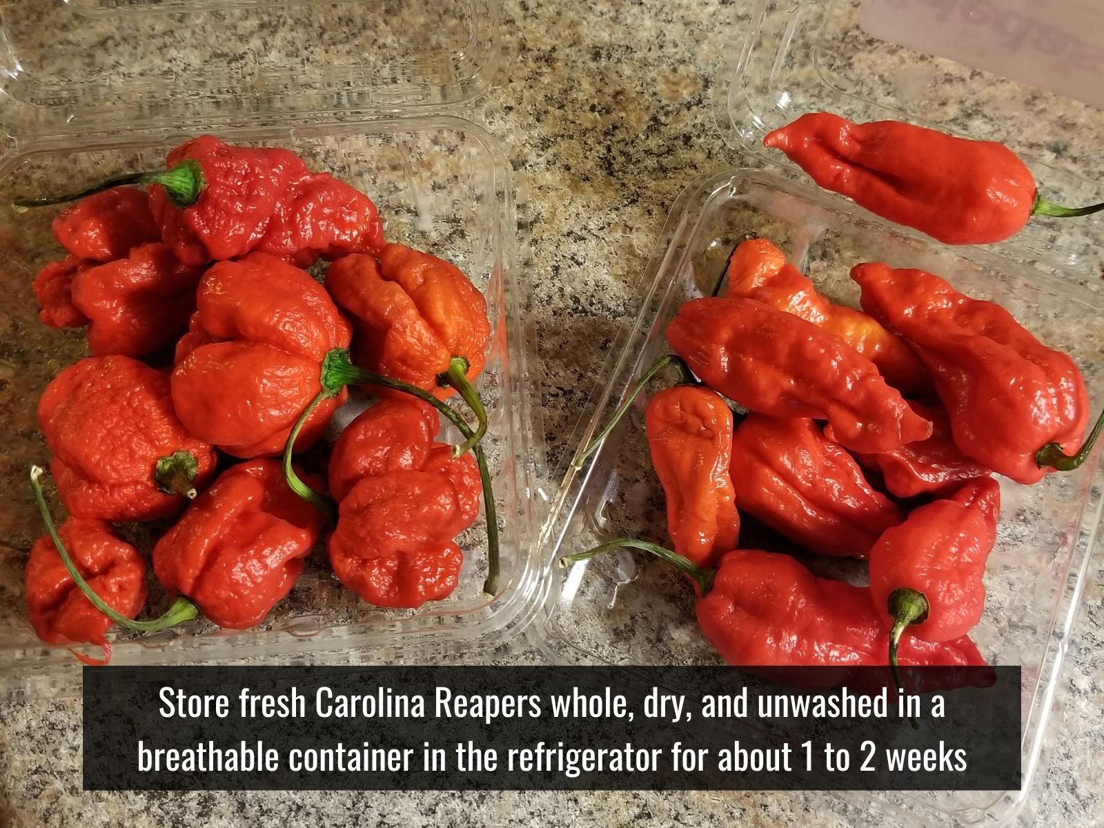 Fresh, frozen, dried, and powdered Carolina Reaper peppers