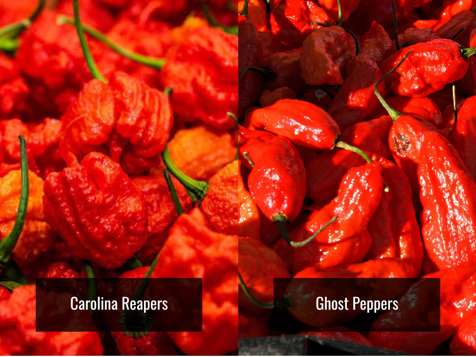 Carolina Reaper and ghost pepper appearance comparison