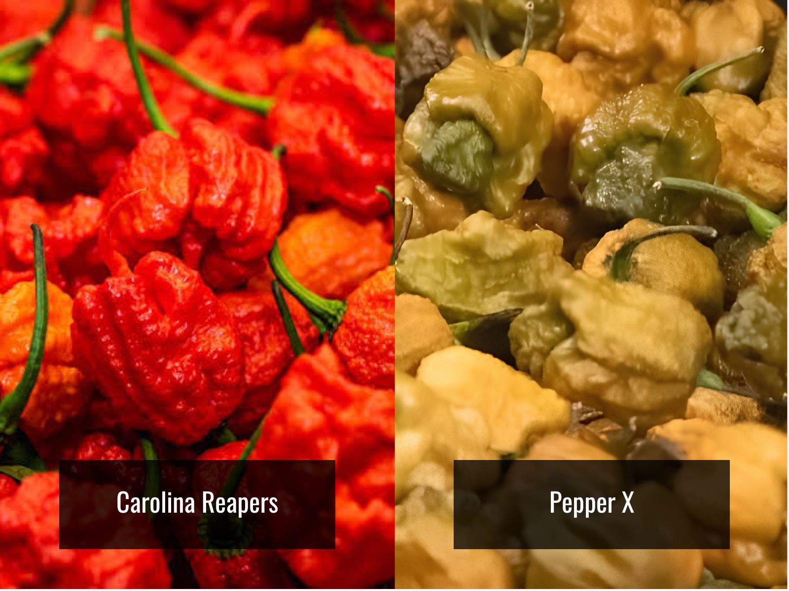 Carolina Reaper and Pepper X heat comparison