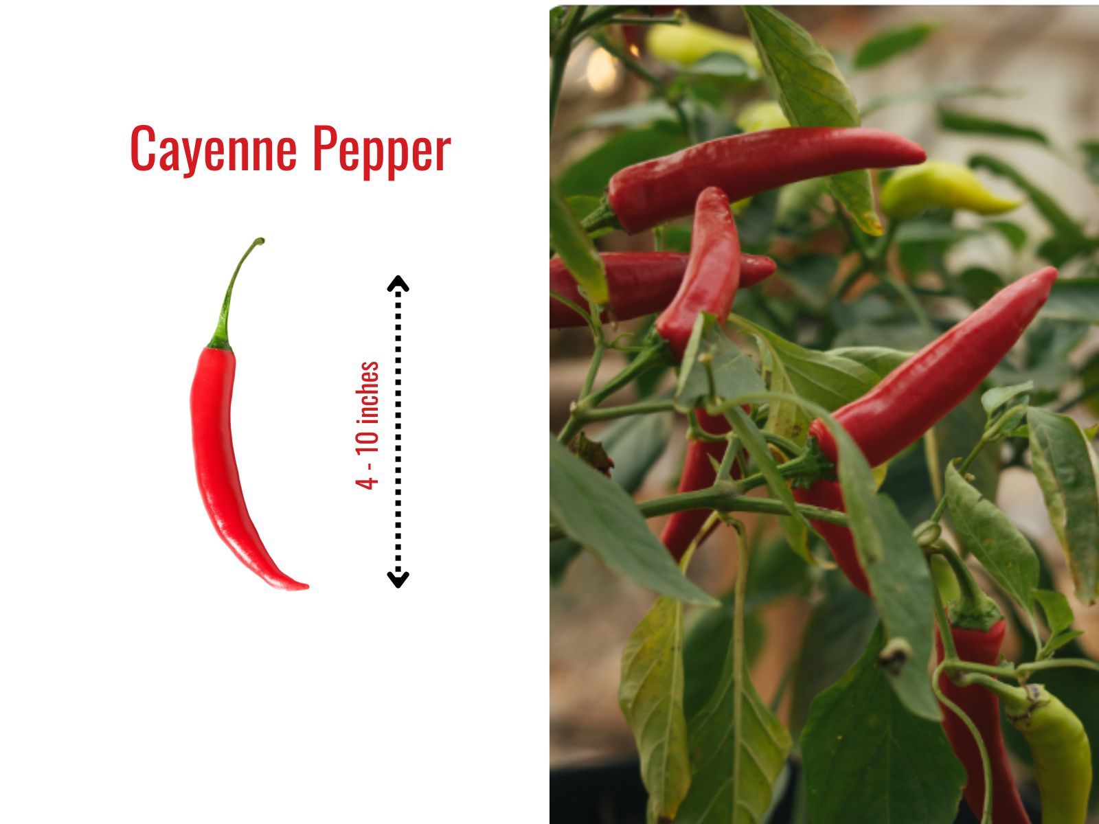 A cayenne pepper is a long, thin-walled chili pepper