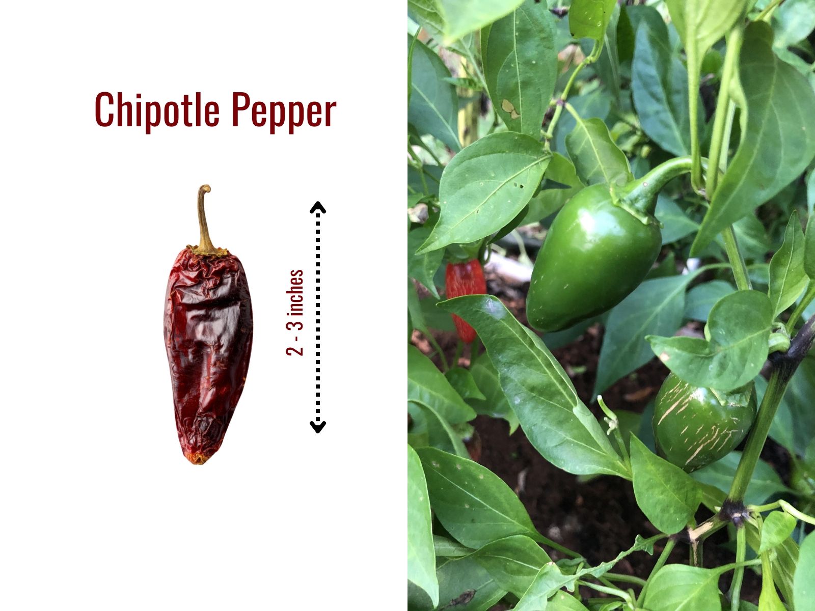 Wrinkled dried chipotle pepper with leathery skin