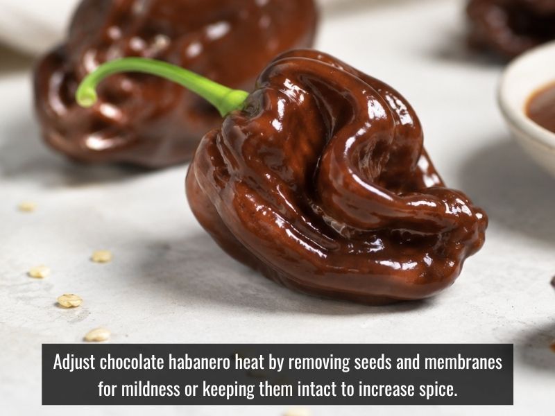 Chocolate habanero hot sauce heat level adjustment