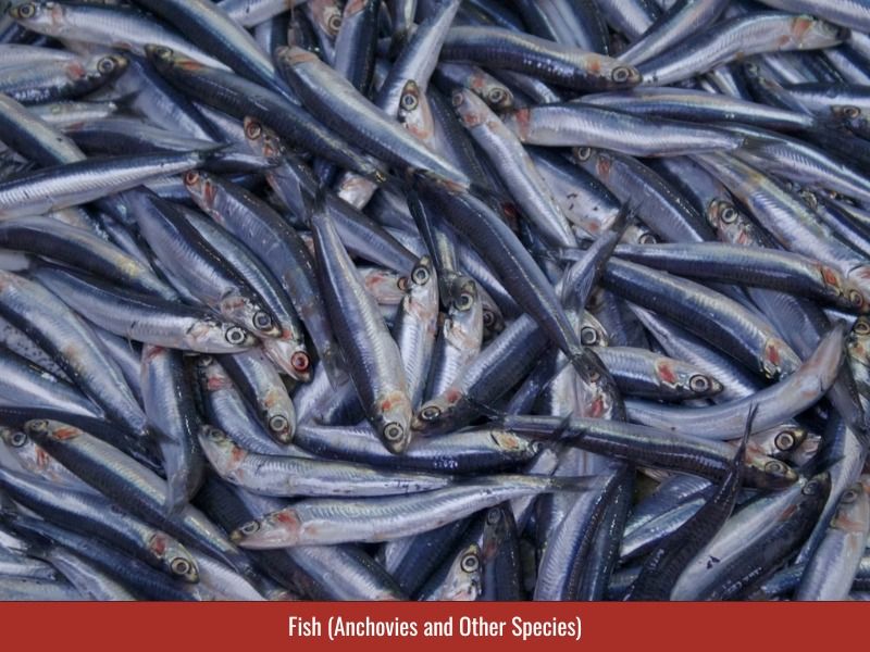 Anchovies are the primary fish in most commercial fish sauce.