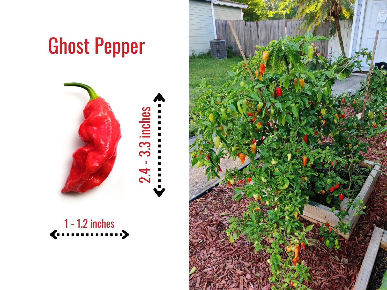 Wrinkled ghost pepper with elongated tapered shape