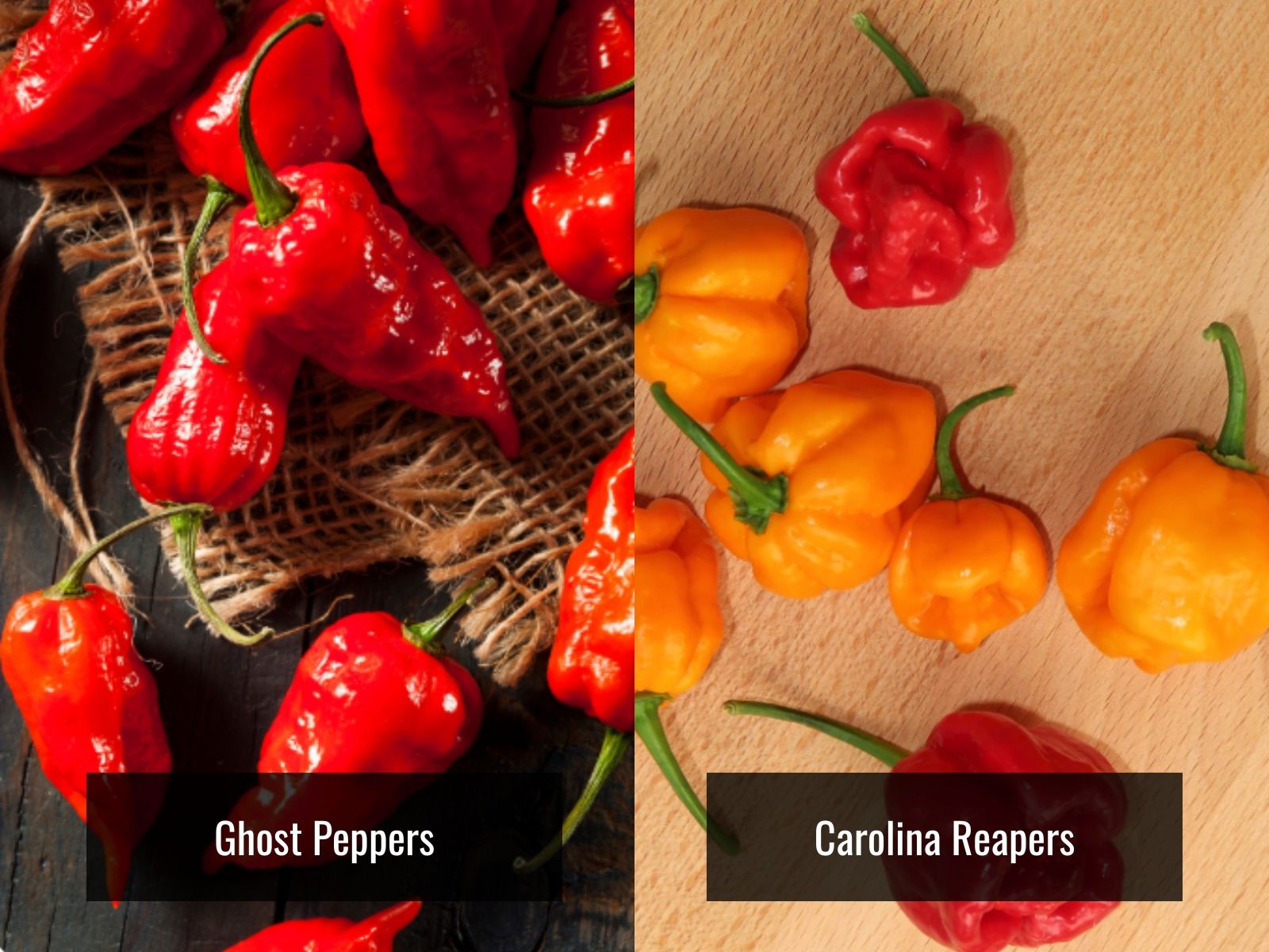 Ghost pepper and Carolina Reaper appearance comparison