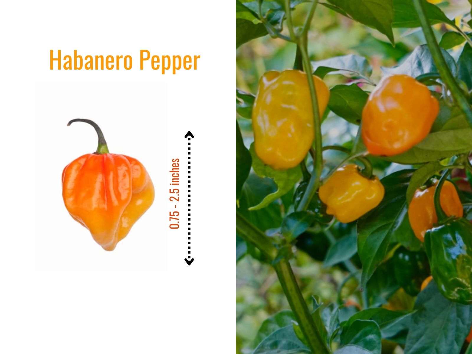 Orange habanero pepper with lantern shape