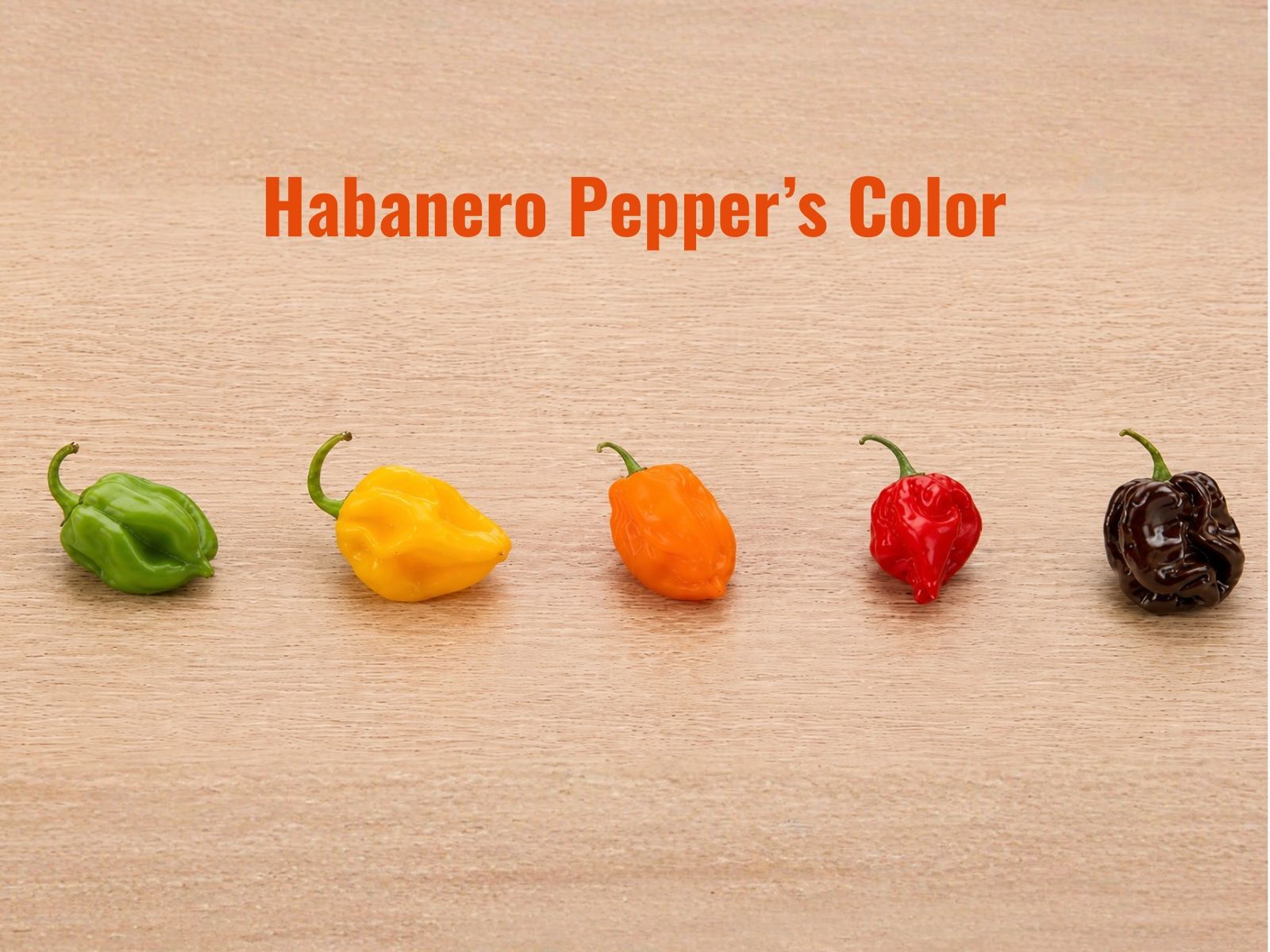 Habanero peppers in different ripeness colors