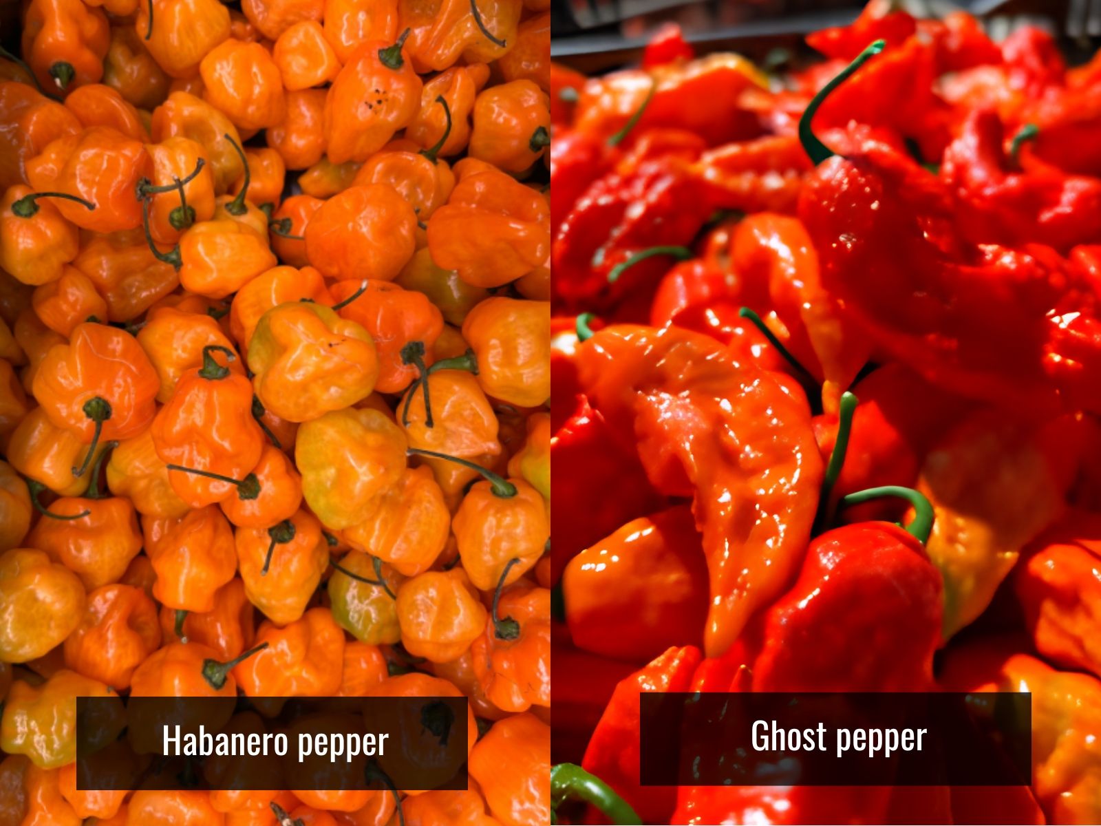 Habanero vs ghost pepper heat comparison