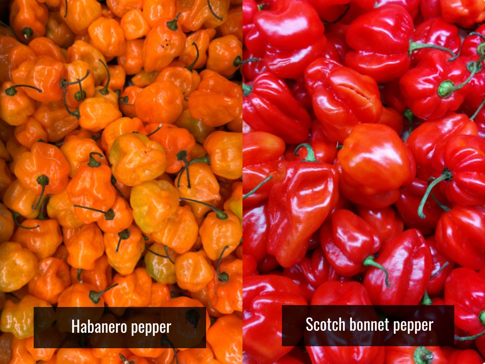 Habanero vs Scotch bonnet pepper comparison