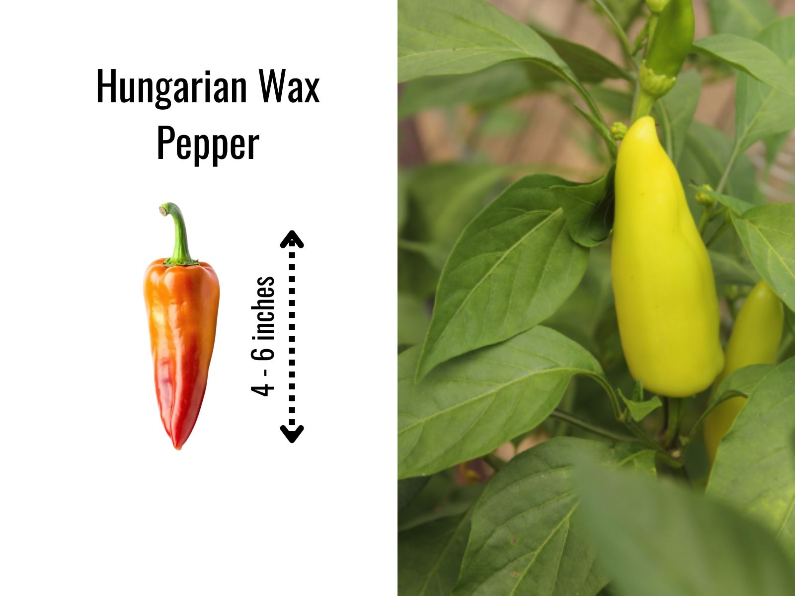 Hungarian wax pepper with thick tapered yellow body
