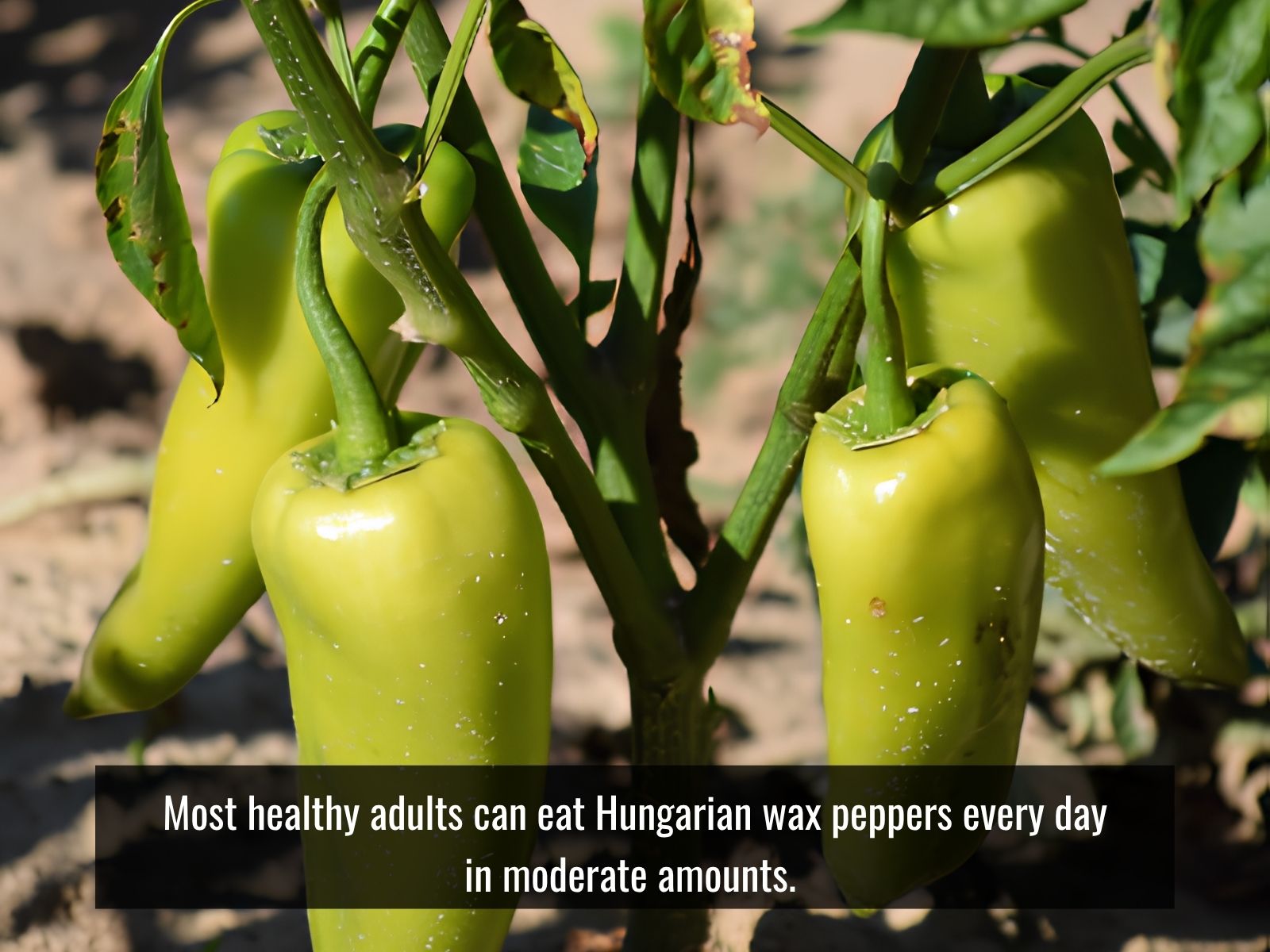 Moderate daily serving of Hungarian wax peppers