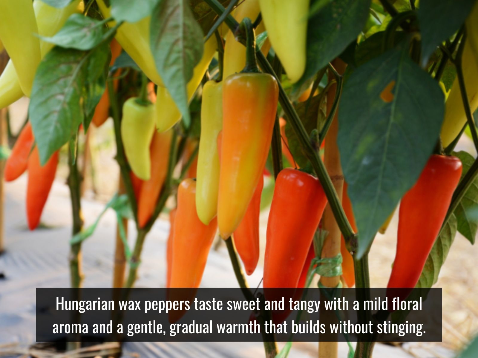 Hungarian wax pepper with sweet tangy peppery flavor