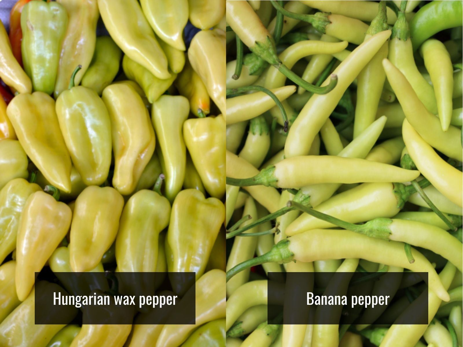 Hungarian wax and banana pepper appearance comparison