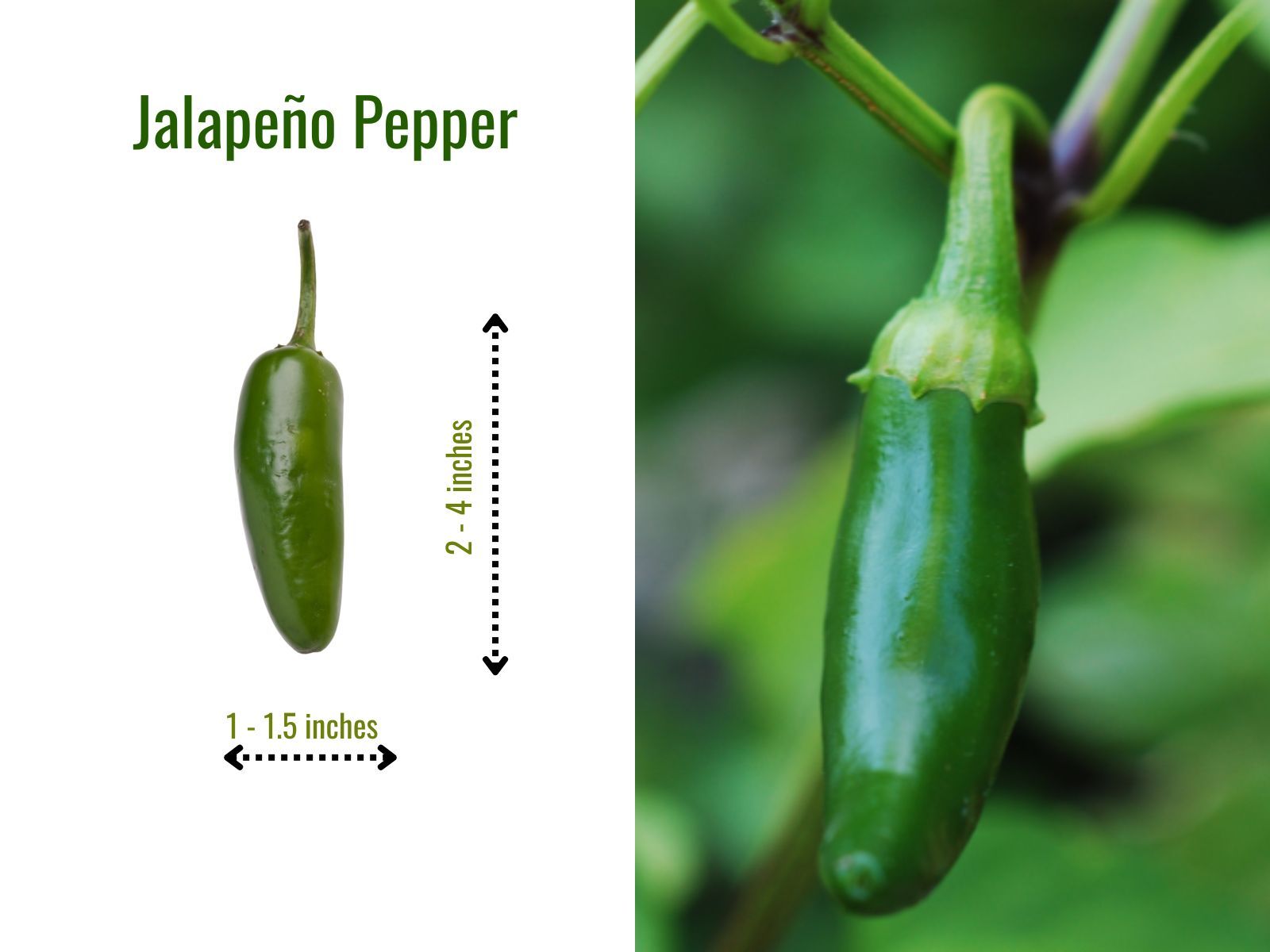 Thick-walled jalapeño pepper with smooth, waxy skin