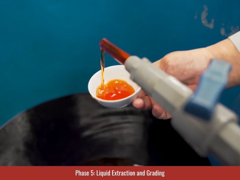 liquid fish sauce extraction and grading