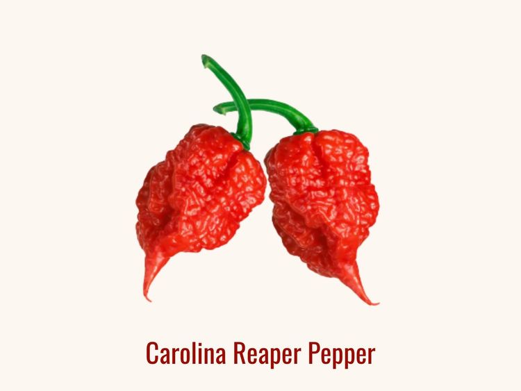 What Is a Carolina Reaper Pepper? Heat, Safety, and Uses Explained