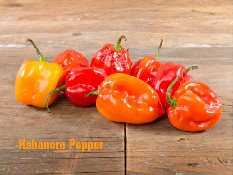 What Is a Habanero Pepper? Heat, Flavor, and Uses Explained