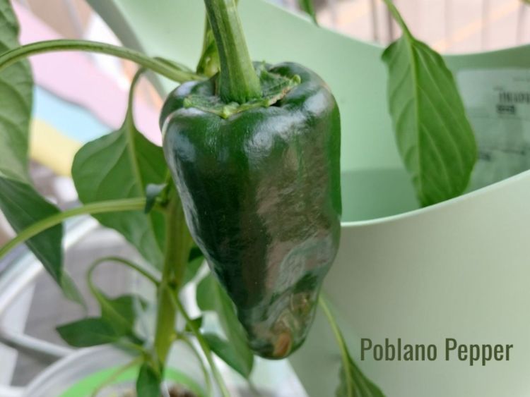 What Is a Poblano Pepper? Flavor and Uses Explained