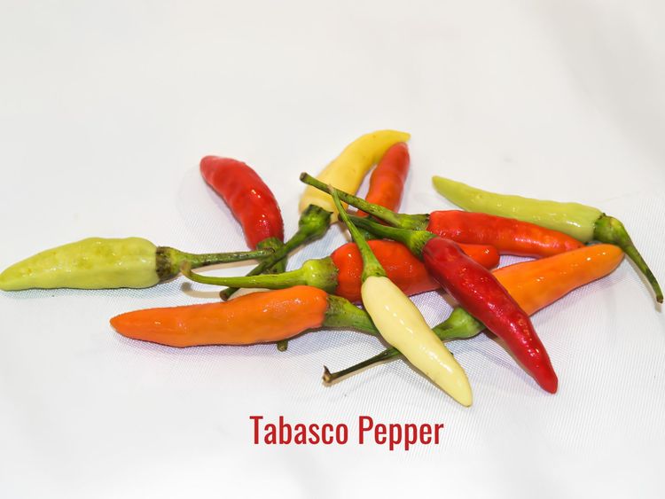 What Is a Tabasco Pepper? Heat and Uses Explained