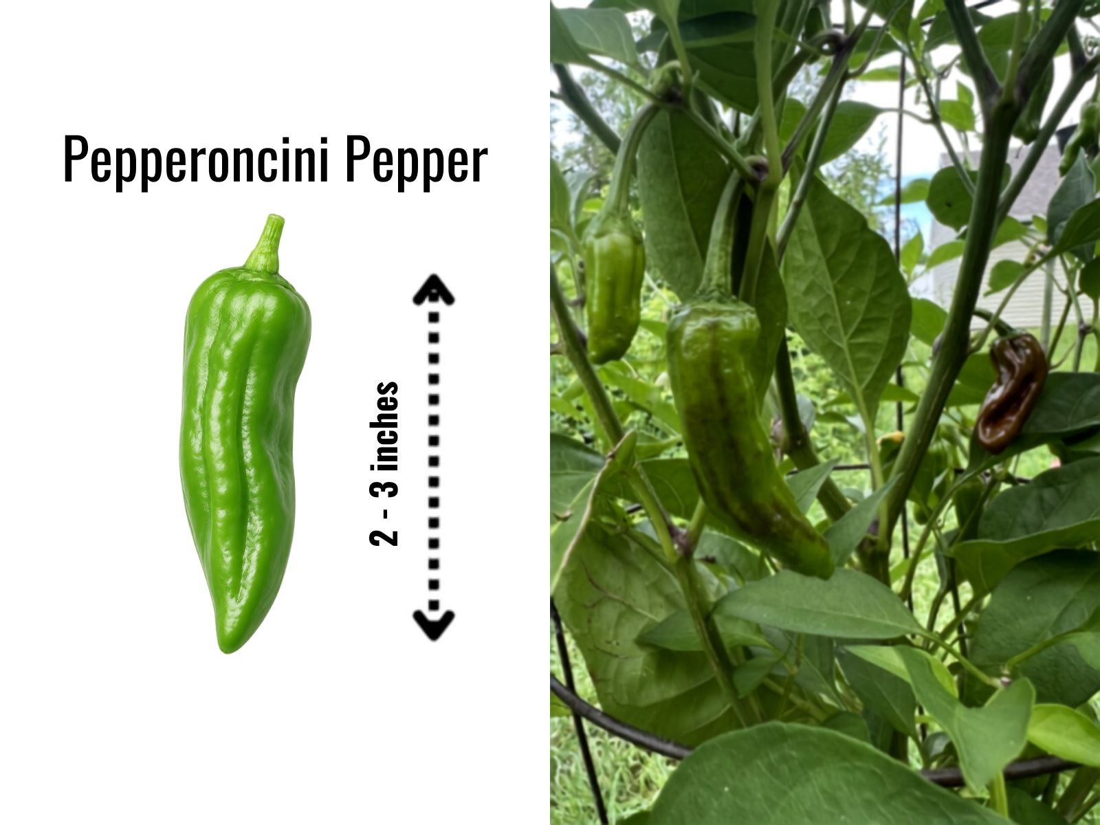 green pepperoncini with wrinkled tapered shape
