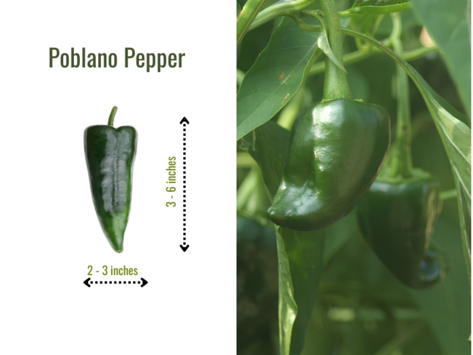 Broad, glossy, heart-shaped poblano pepper with thick walls