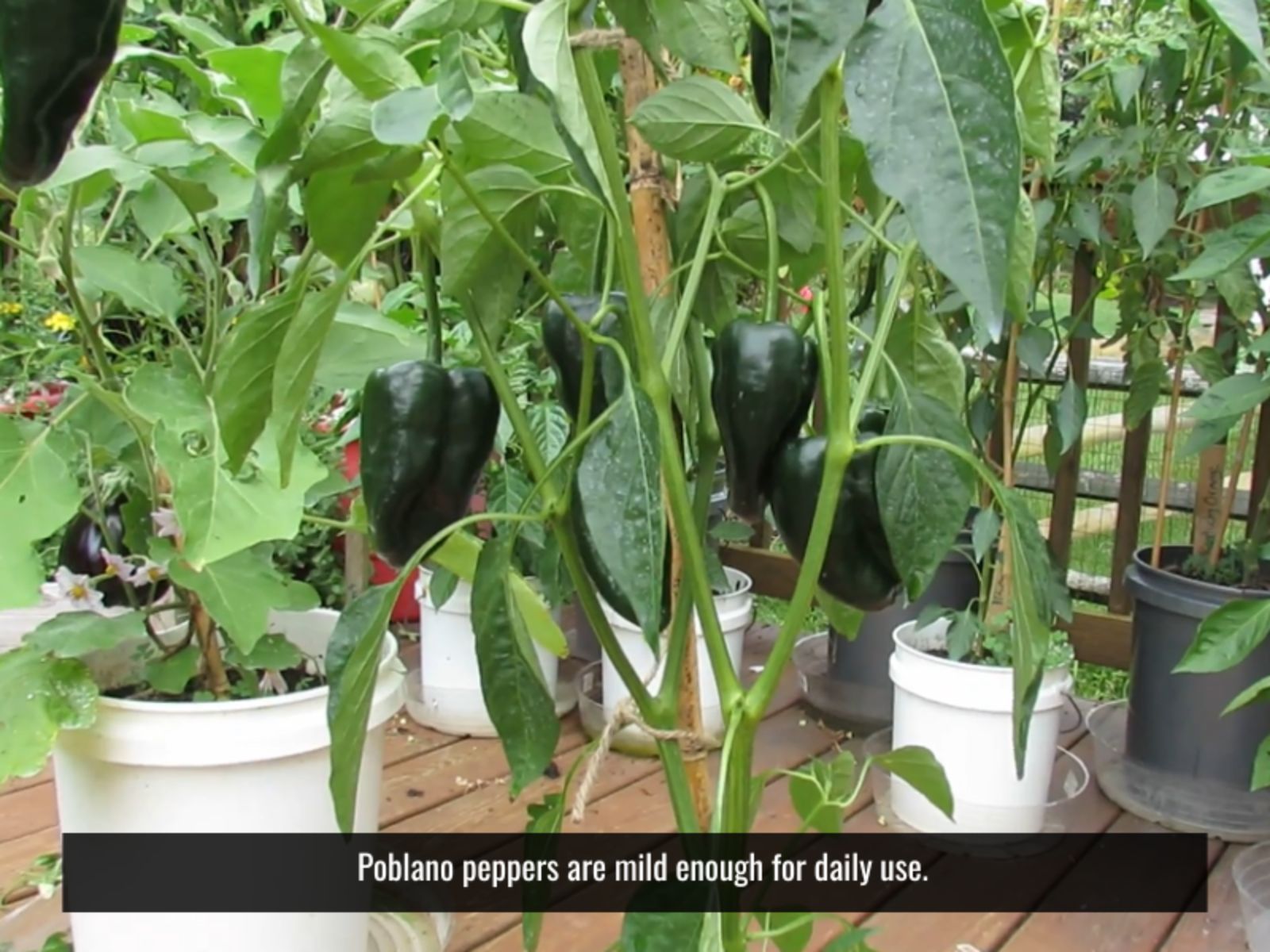 Poblano peppers are mild enough to enjoy regularly as part of a balanced diet