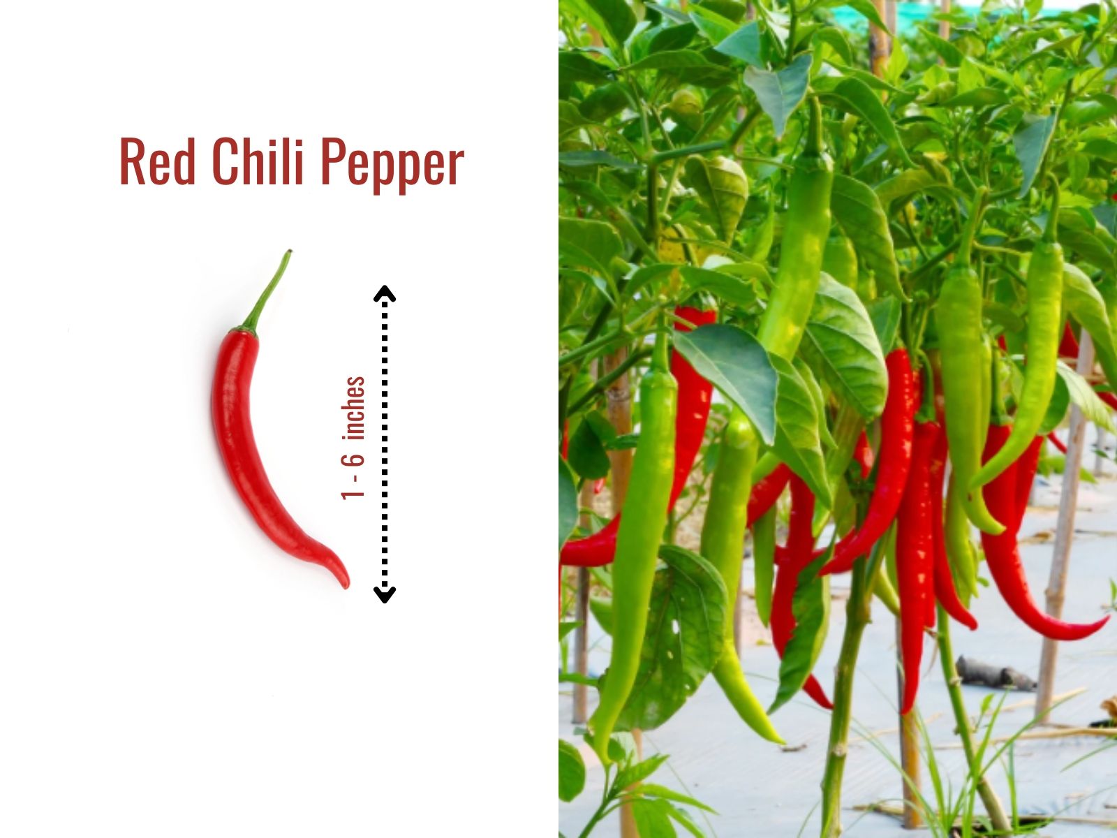 Red chili peppers with varied shapes and sizes