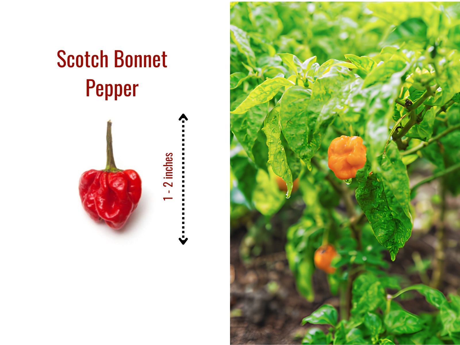 Scotch bonnet pepper with squat flared shape
