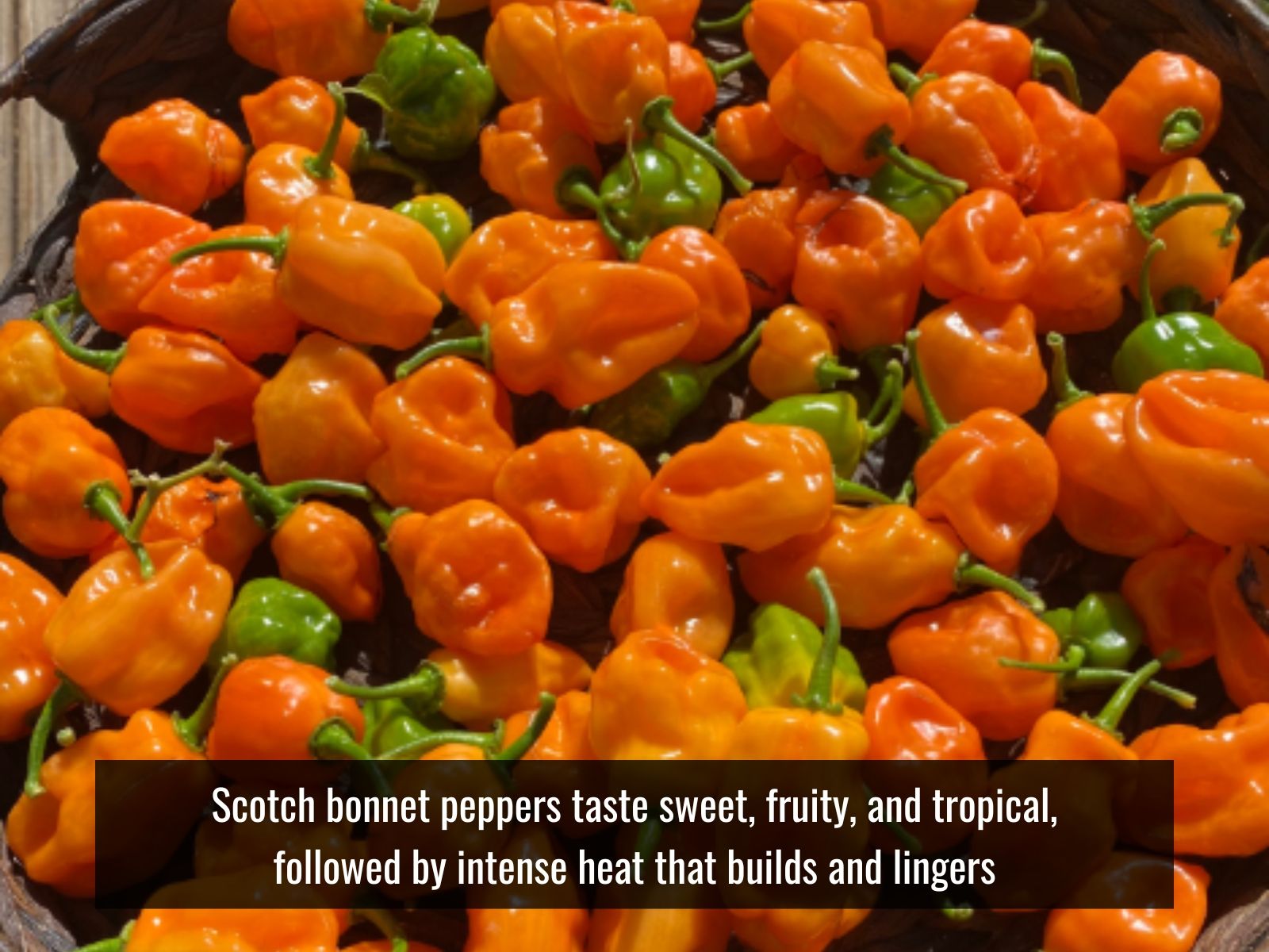 Scotch bonnet with sweet tropical fruity flavor