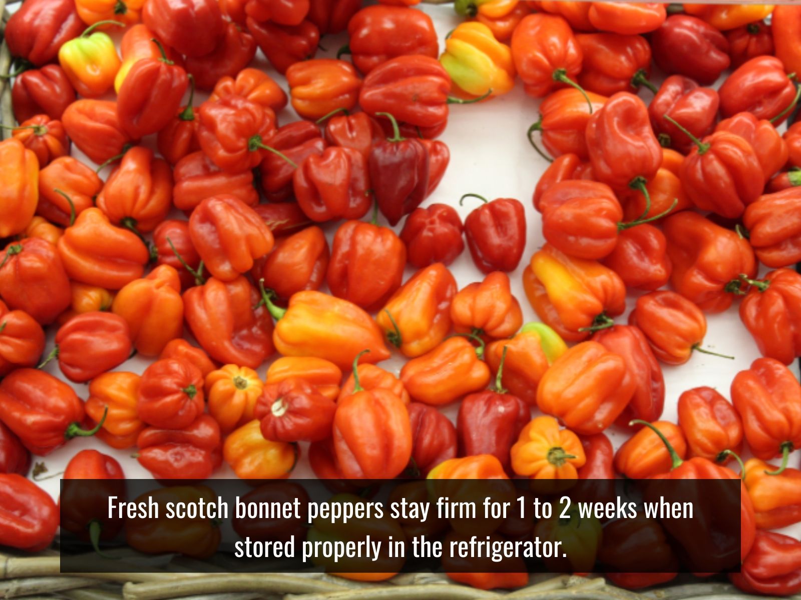Fresh, frozen, dried, and pickled Scotch bonnet peppers