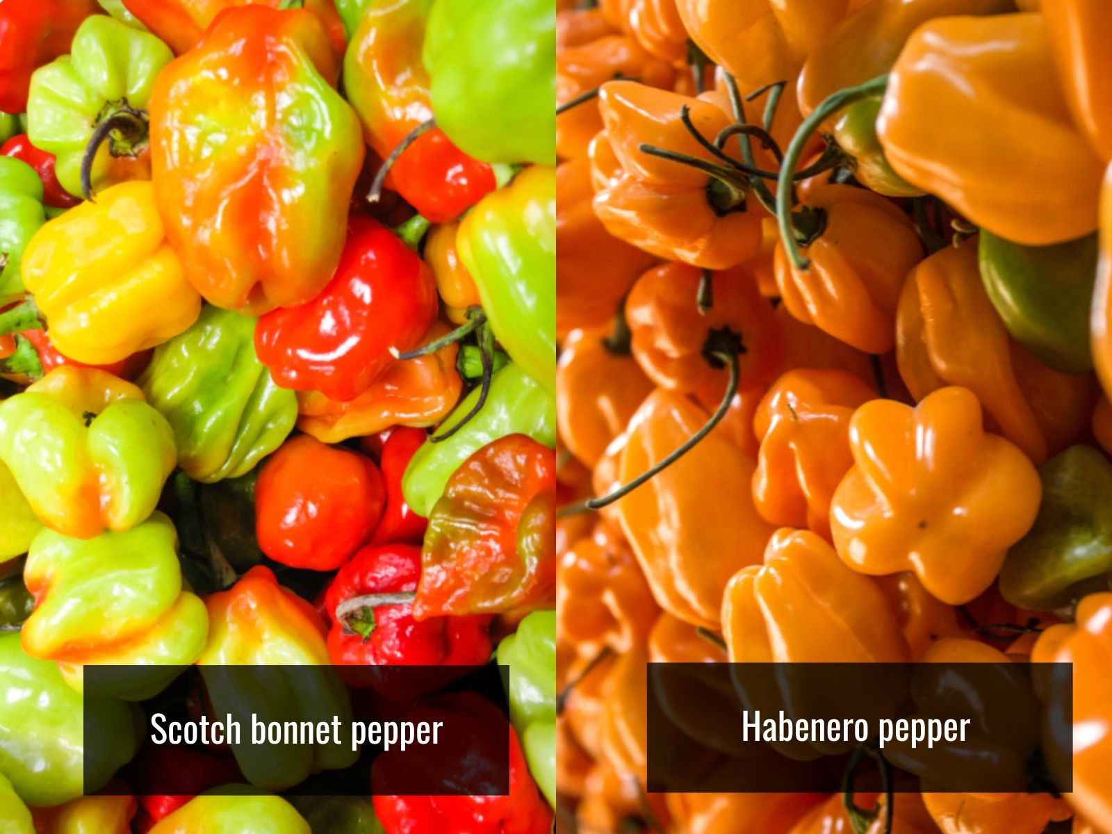 Scotch bonnet and habanero pepper comparison