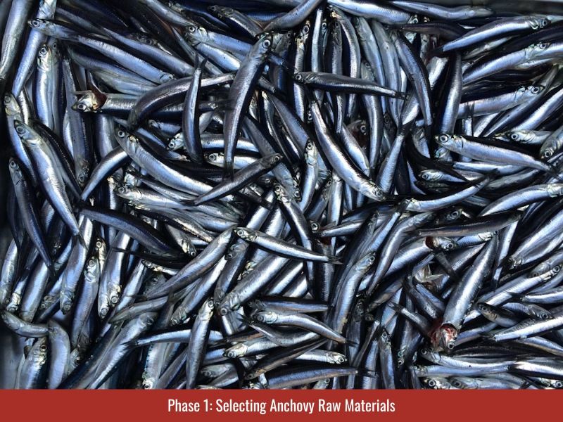 Fish sauce starts with fresh anchovies from fishing boats at the port