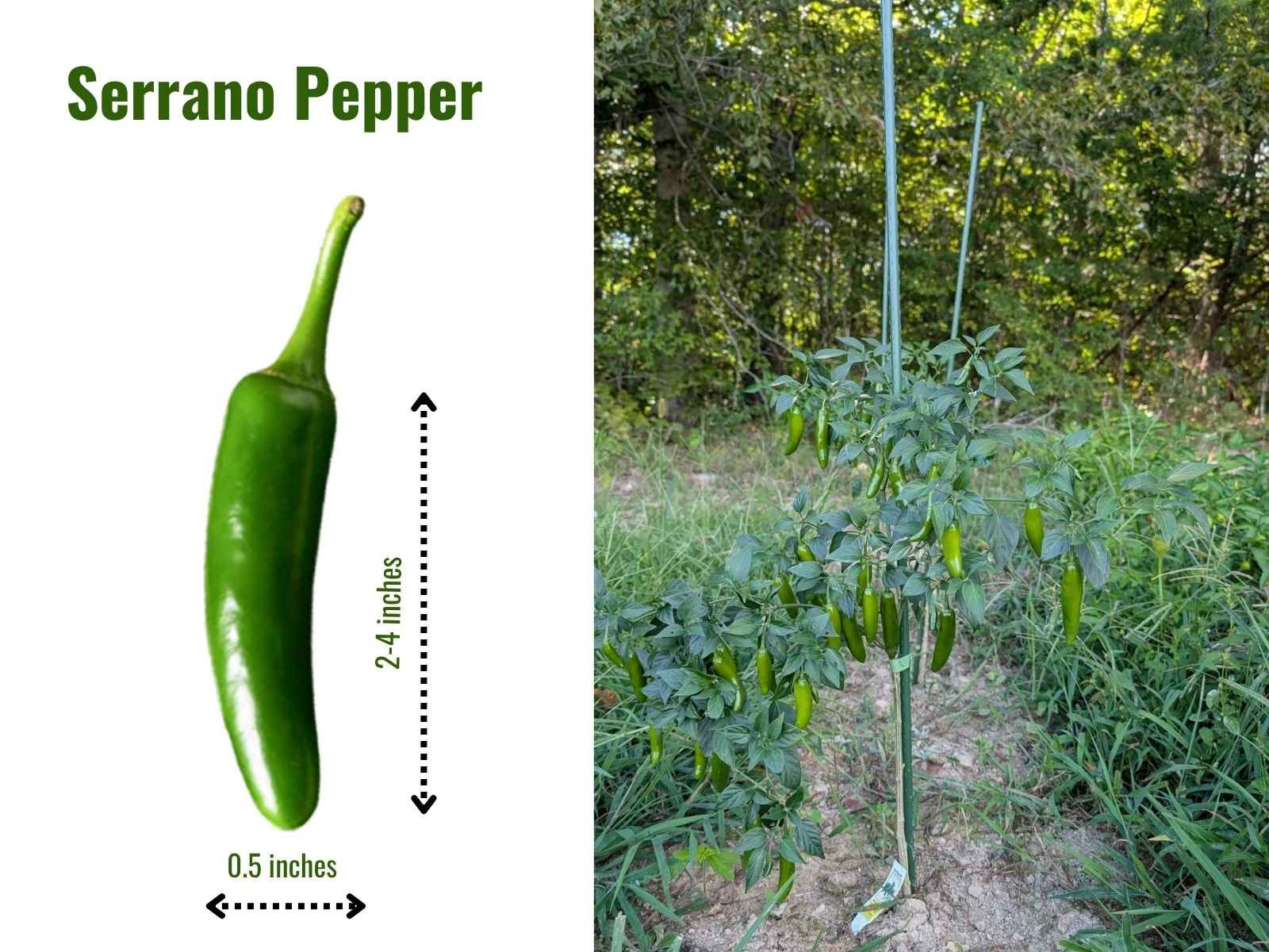 Serrano pepper has a smooth, glossy skin