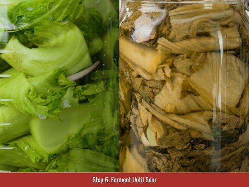 Fermenting dua chua at room temperature until mustard greens develop sour flavor and crunchy texture