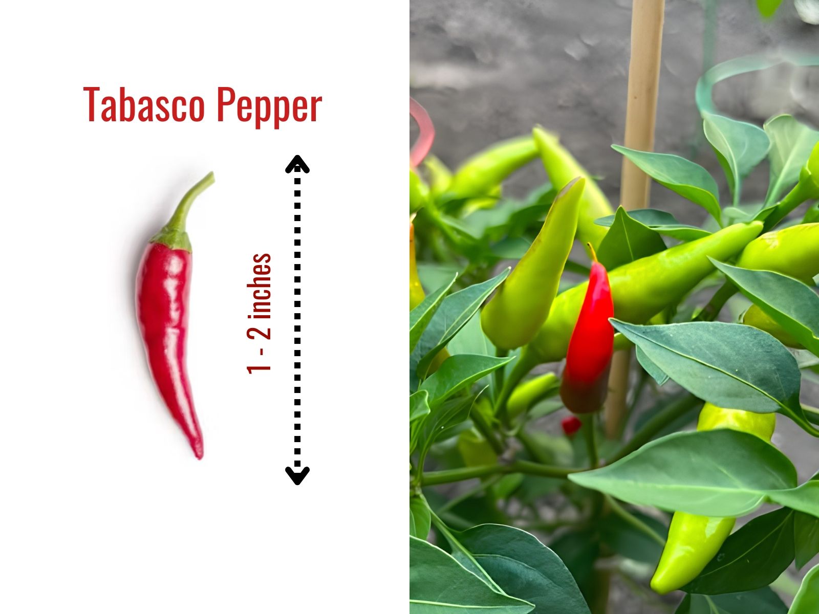 Small tabasco pepper with slender tapered shape
