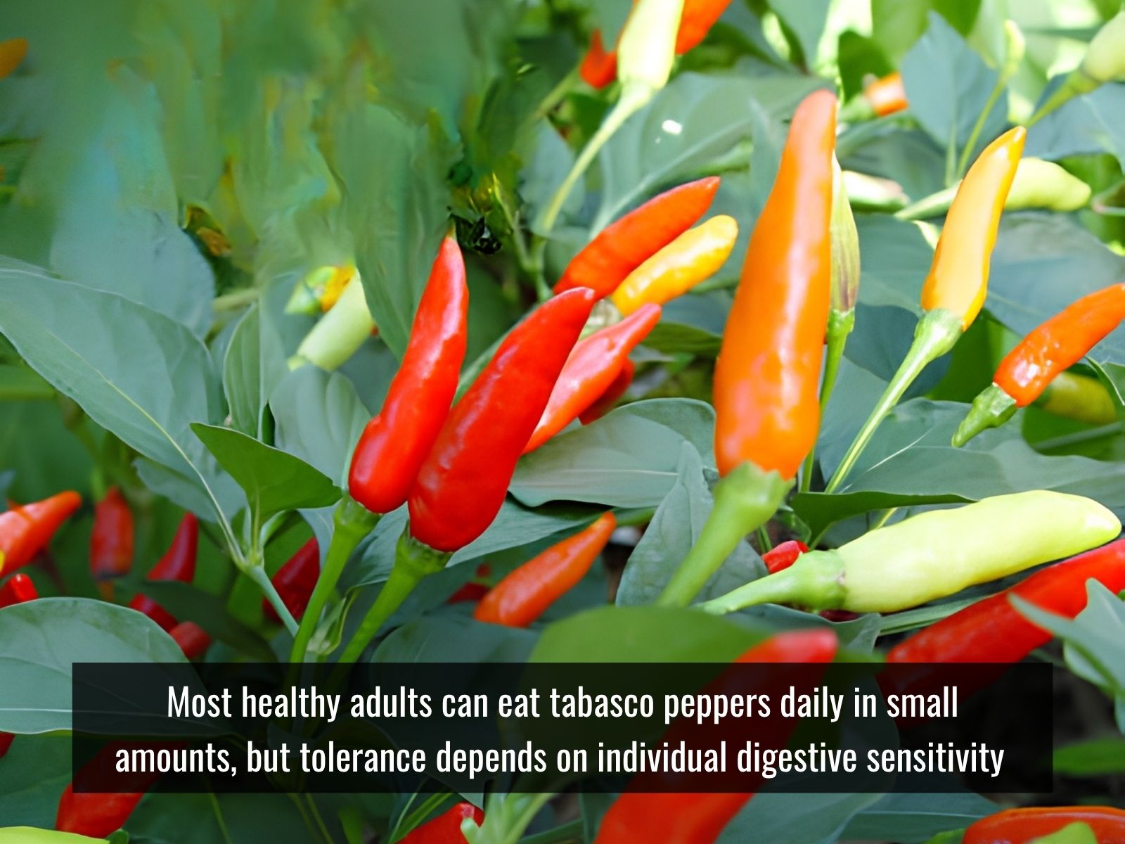 Small daily serving of tabasco peppers