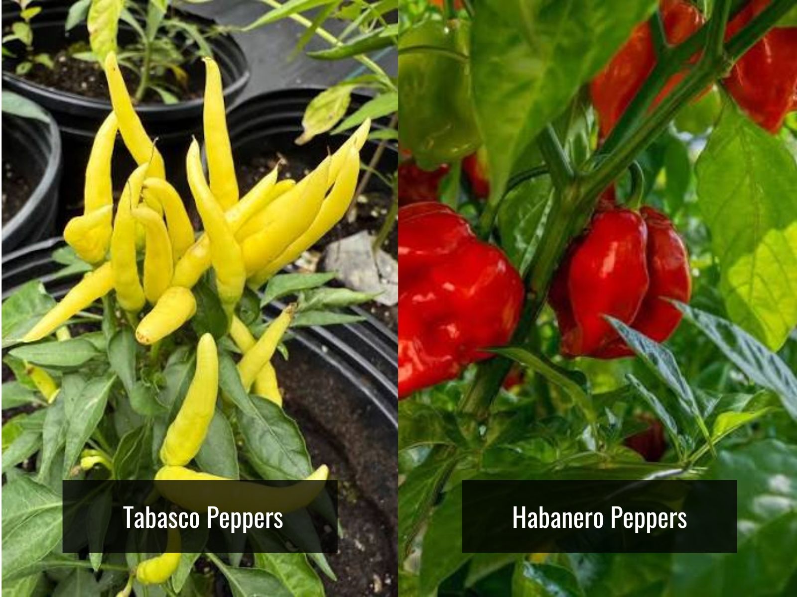 Tabasco and habanero pepper appearance comparison