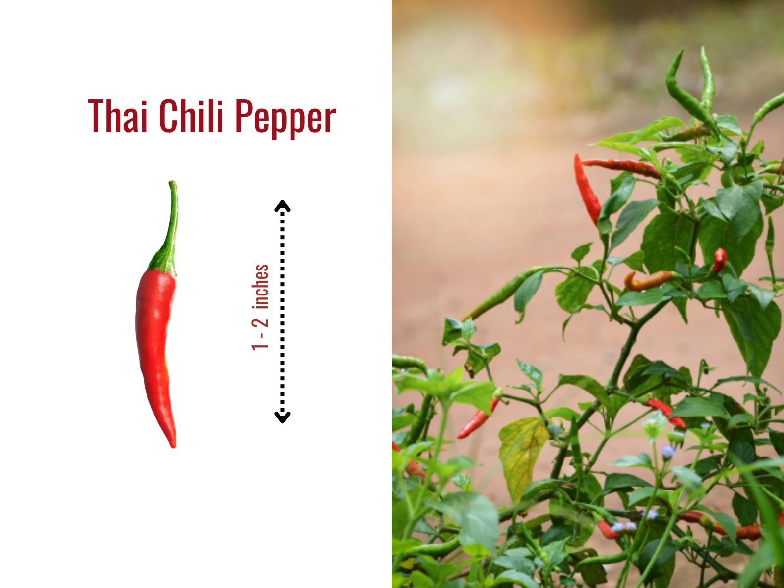 Slender Thai chili pepper with glossy pointed skin